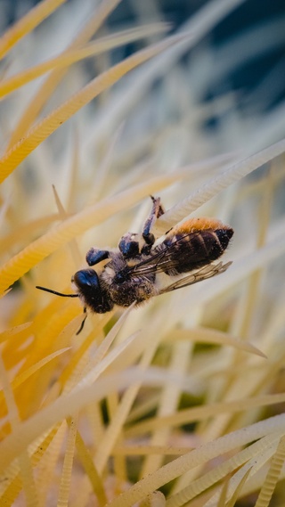 野生动物,蜜蜂