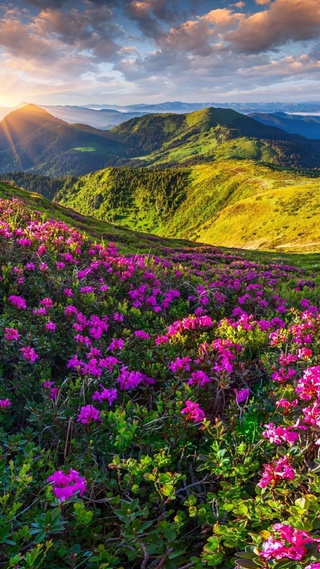 花田,山,天空