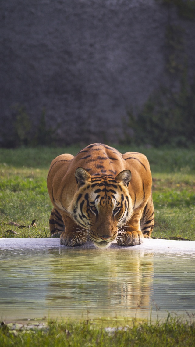 野生動物,老虎