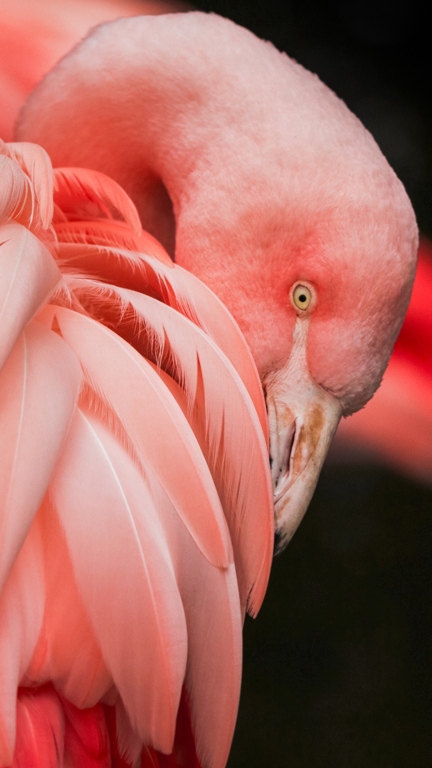 野生動物,鳥,火烈鳥