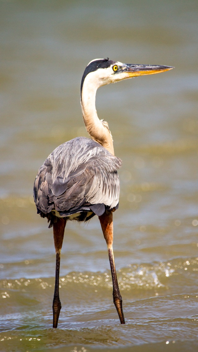 野生動物,鳥,水鳥