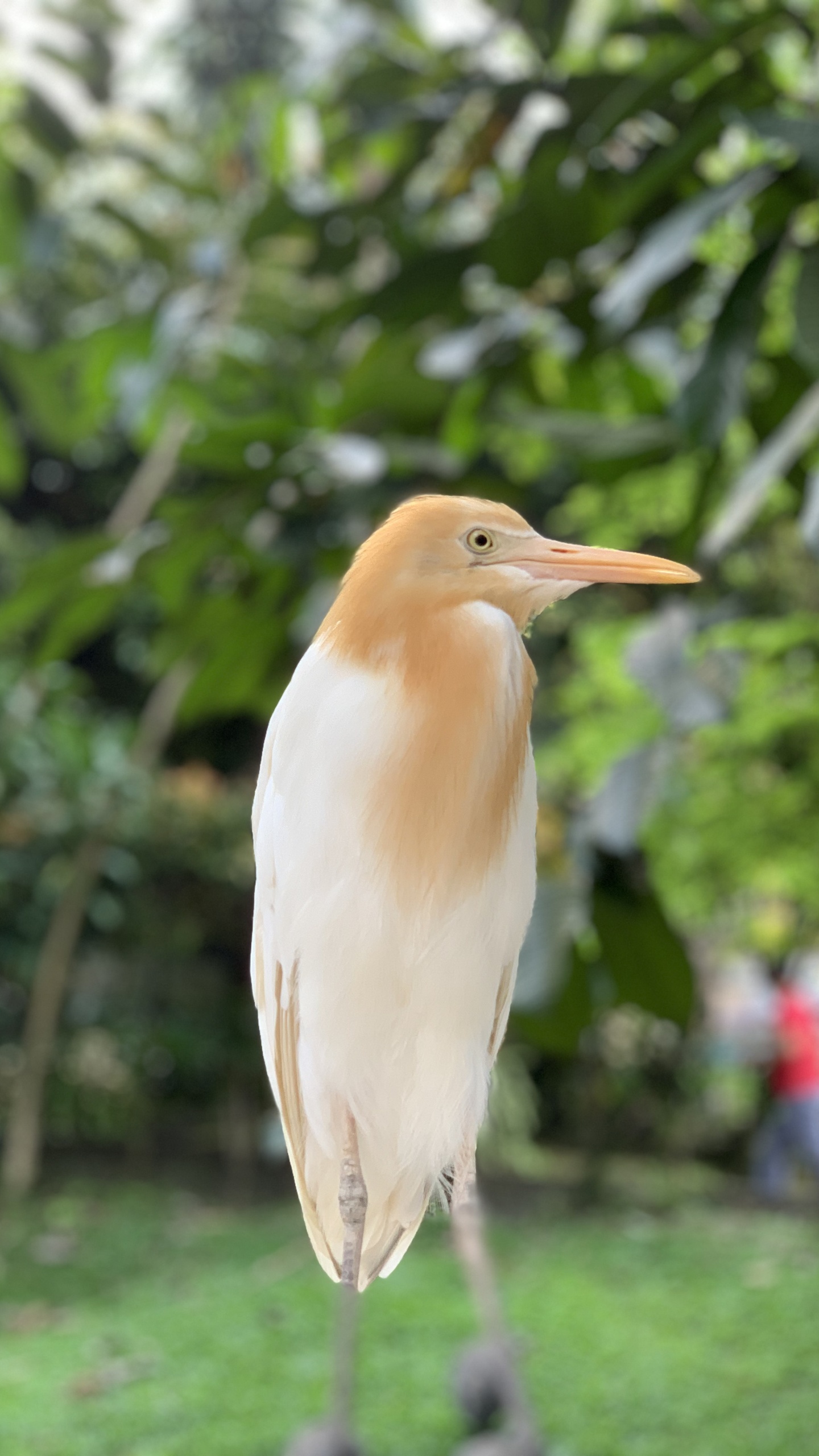 野生動物,鳥,水鳥