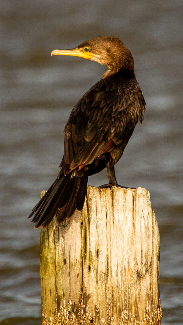 野生動物,鳥,水鳥