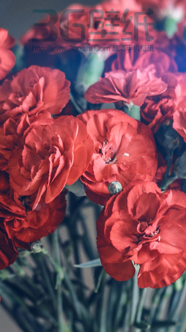 玫瑰,花朵,花草樹木