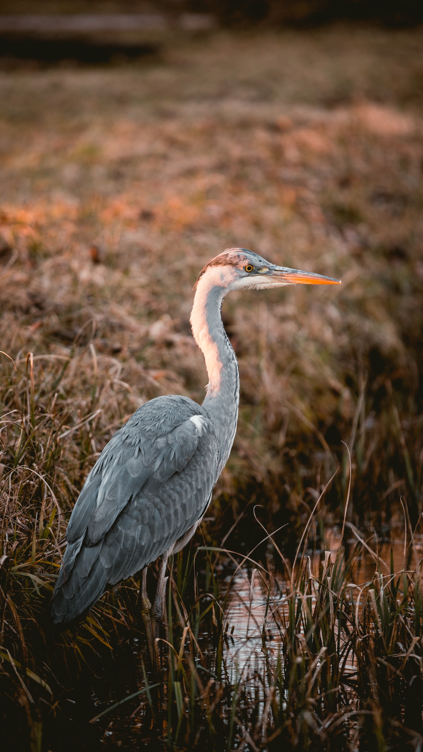 野生動物,鳥,水鳥