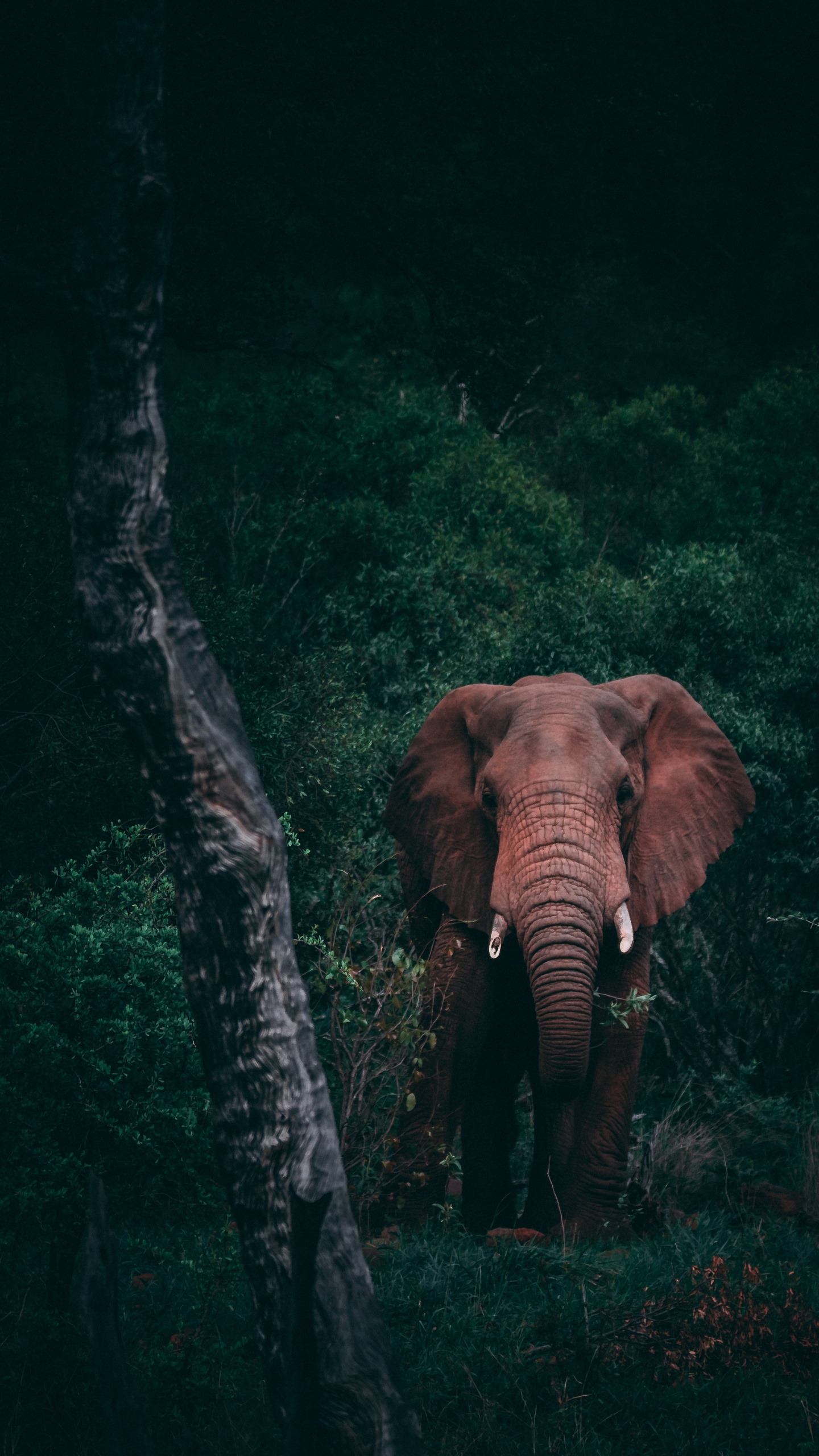 微信圖片背景野生動物,大象