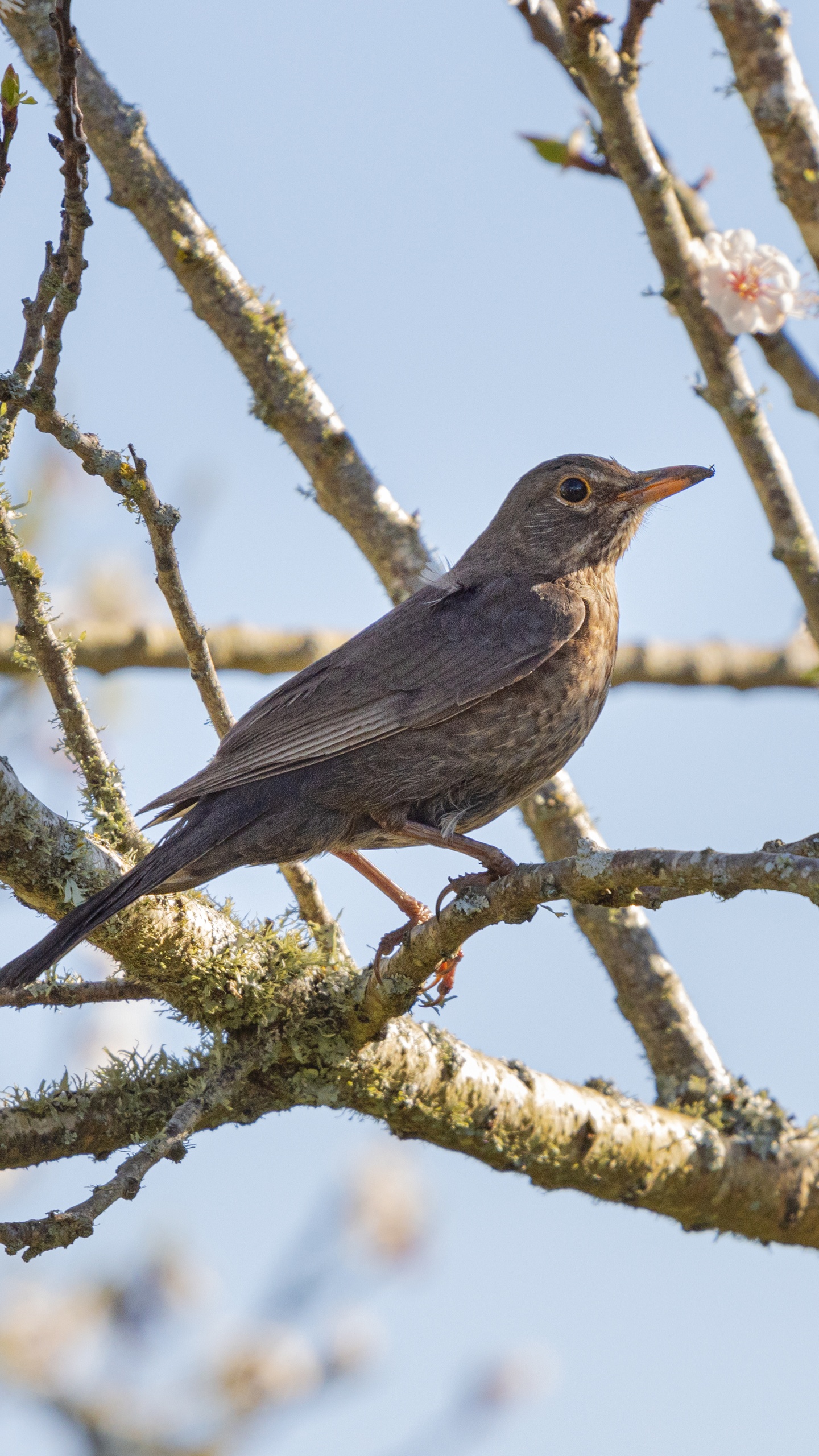 野生動物,鳥