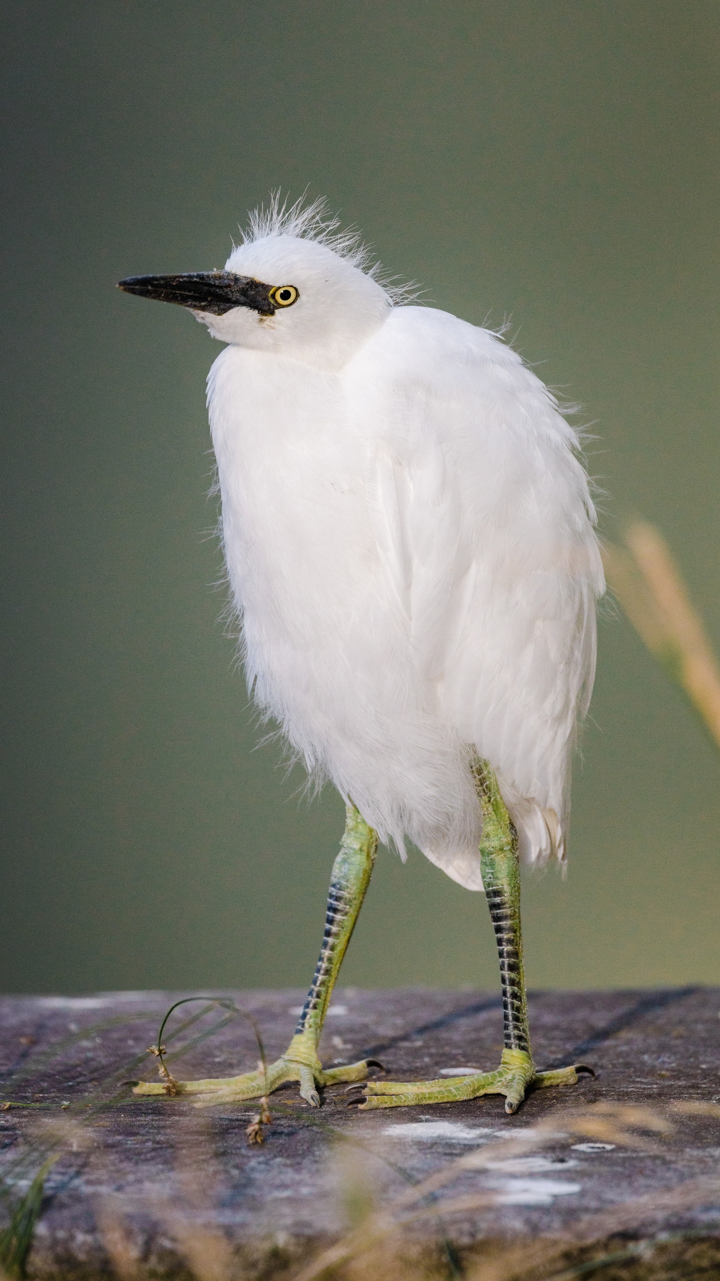 野生動物,鳥,水鳥