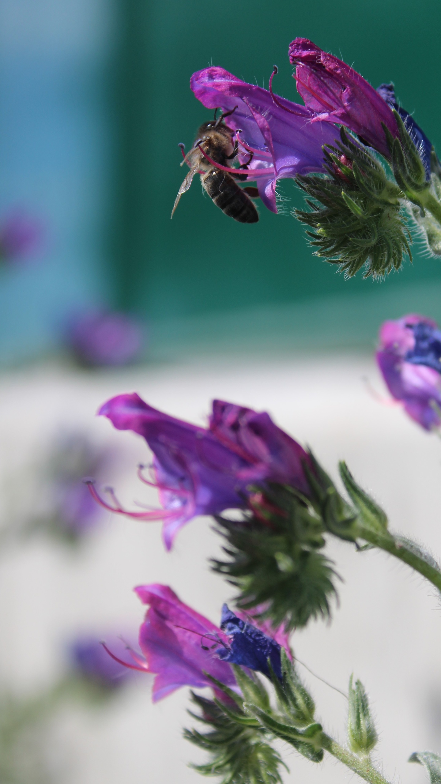 野生動物,蜜蜂