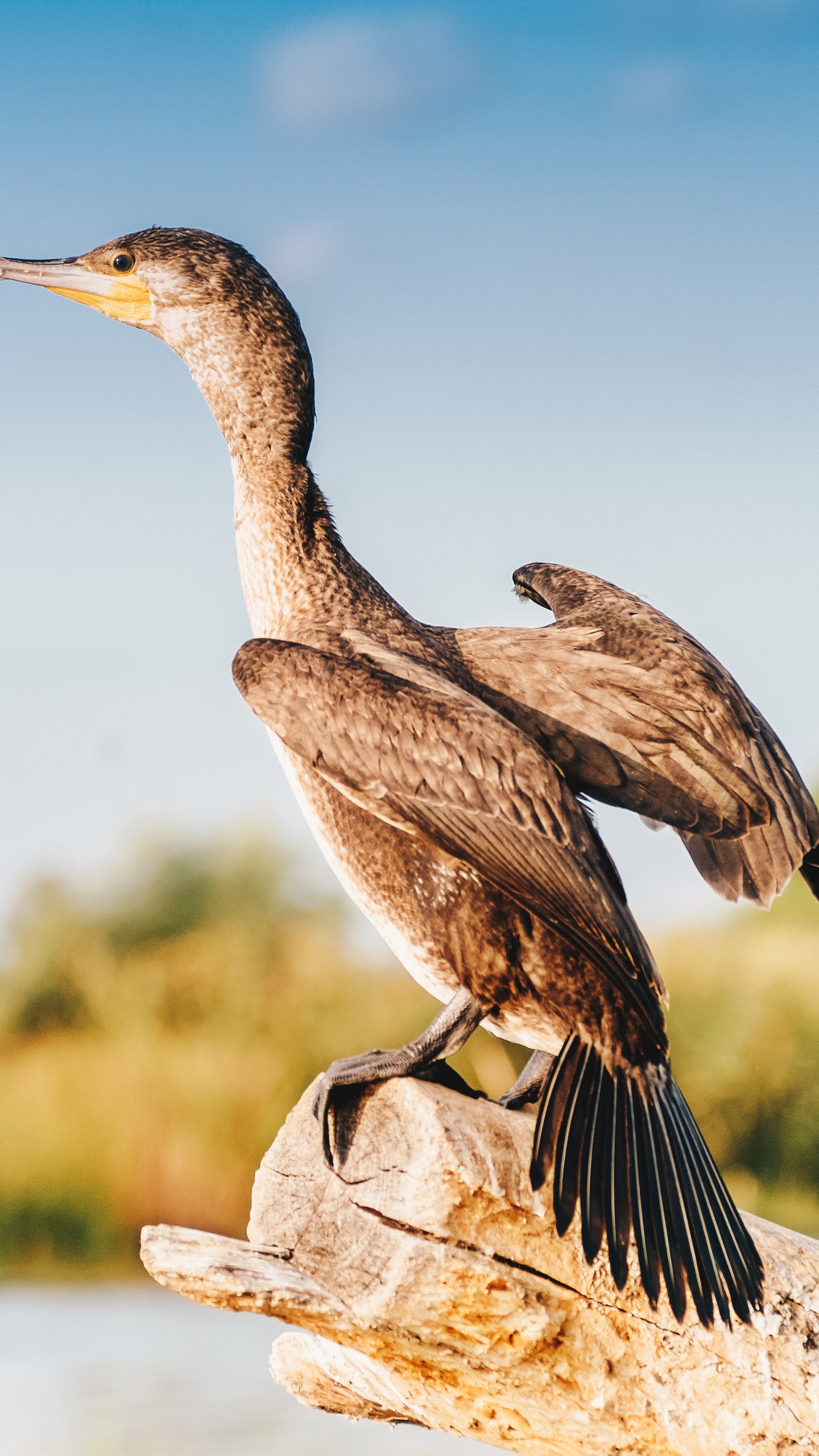 野生動物,鳥,水鳥