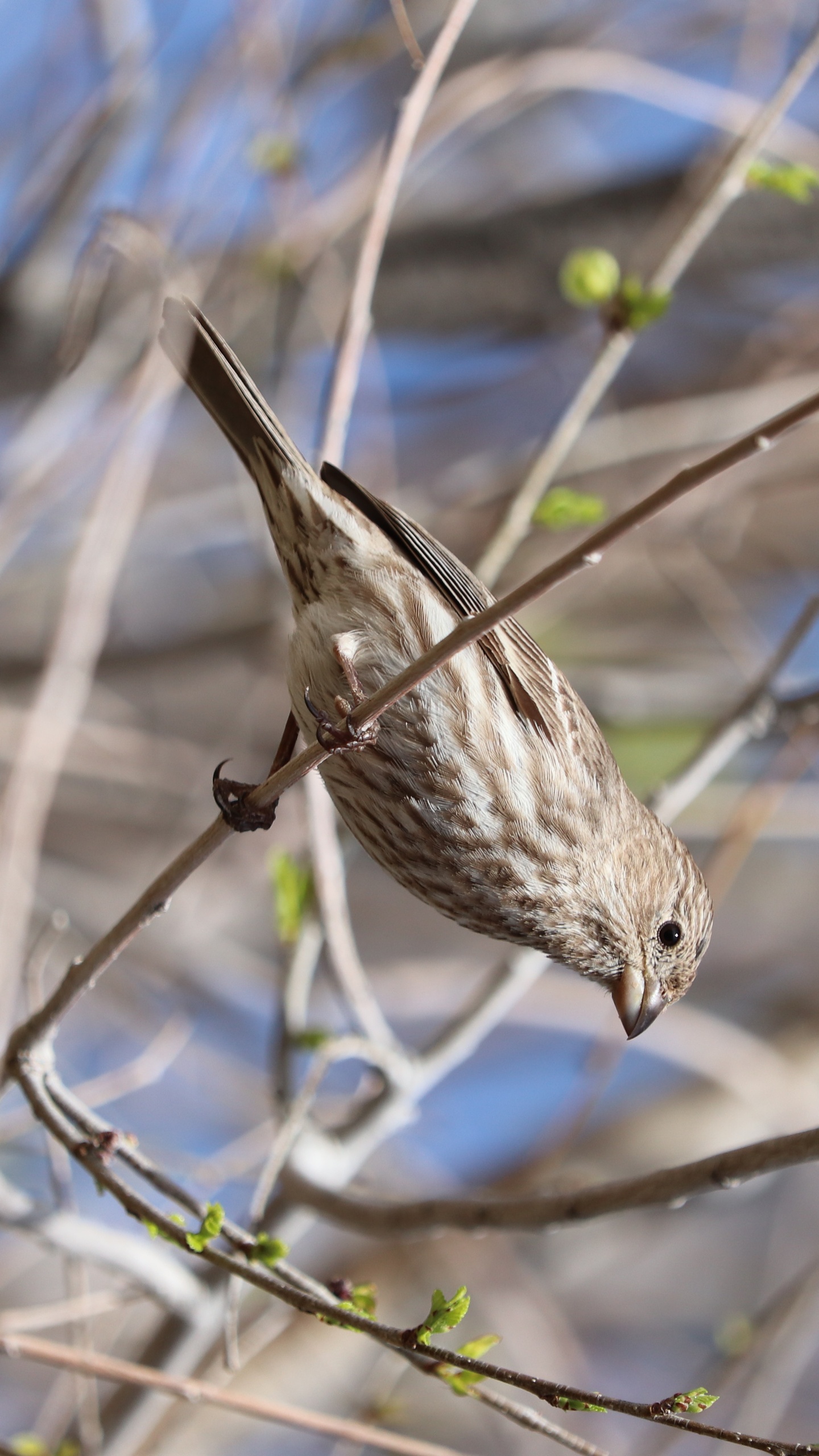 野生動物,鳥