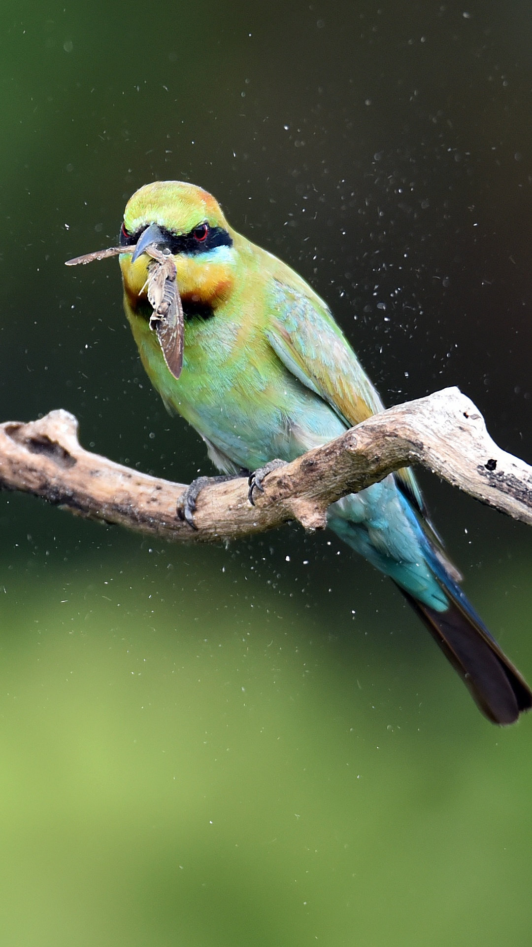 野生動物,鳥