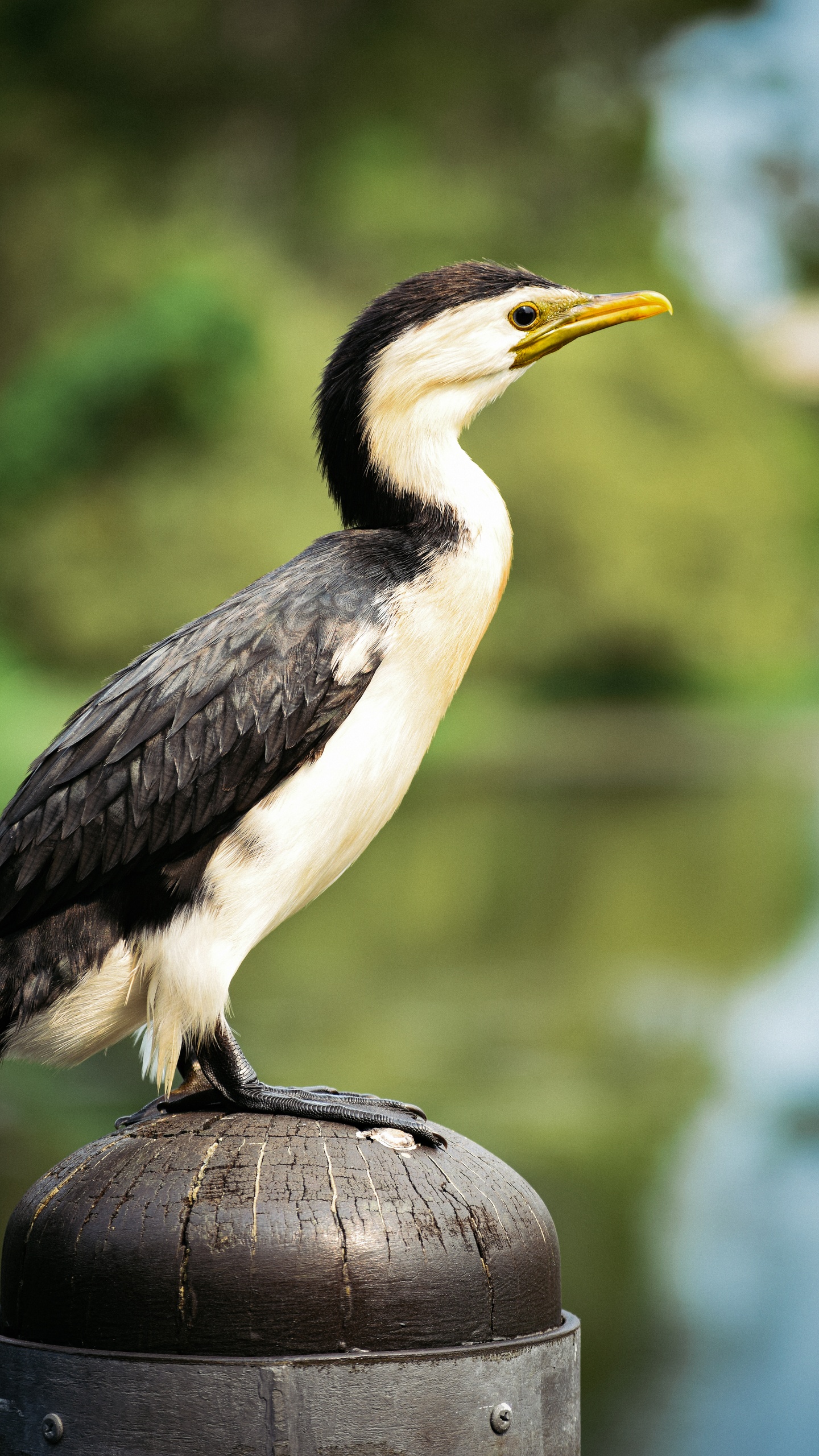 野生動物,鳥,水鳥