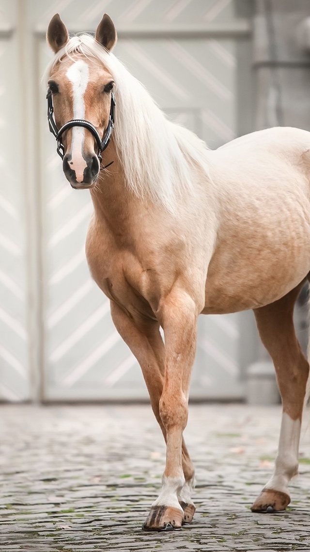 馬 野生動物 馬 萌寵動物壁紙