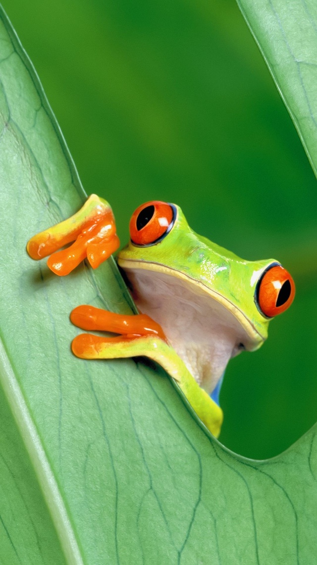 野生動物,林蛙