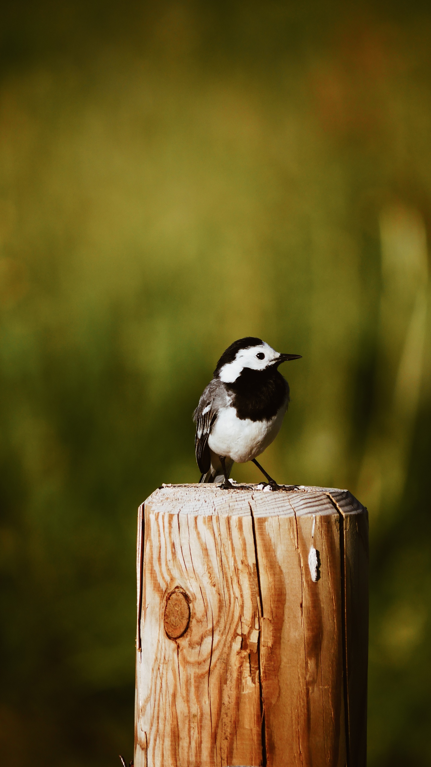 野生動物,鳥