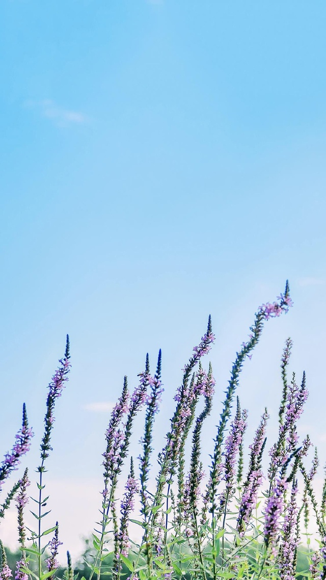 花草樹木,簡約淡雅微信對話背景圖片下載