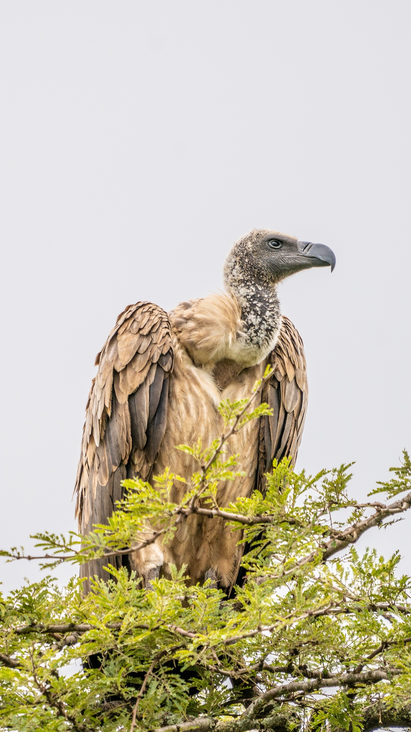 野生動物,鳥,鷹