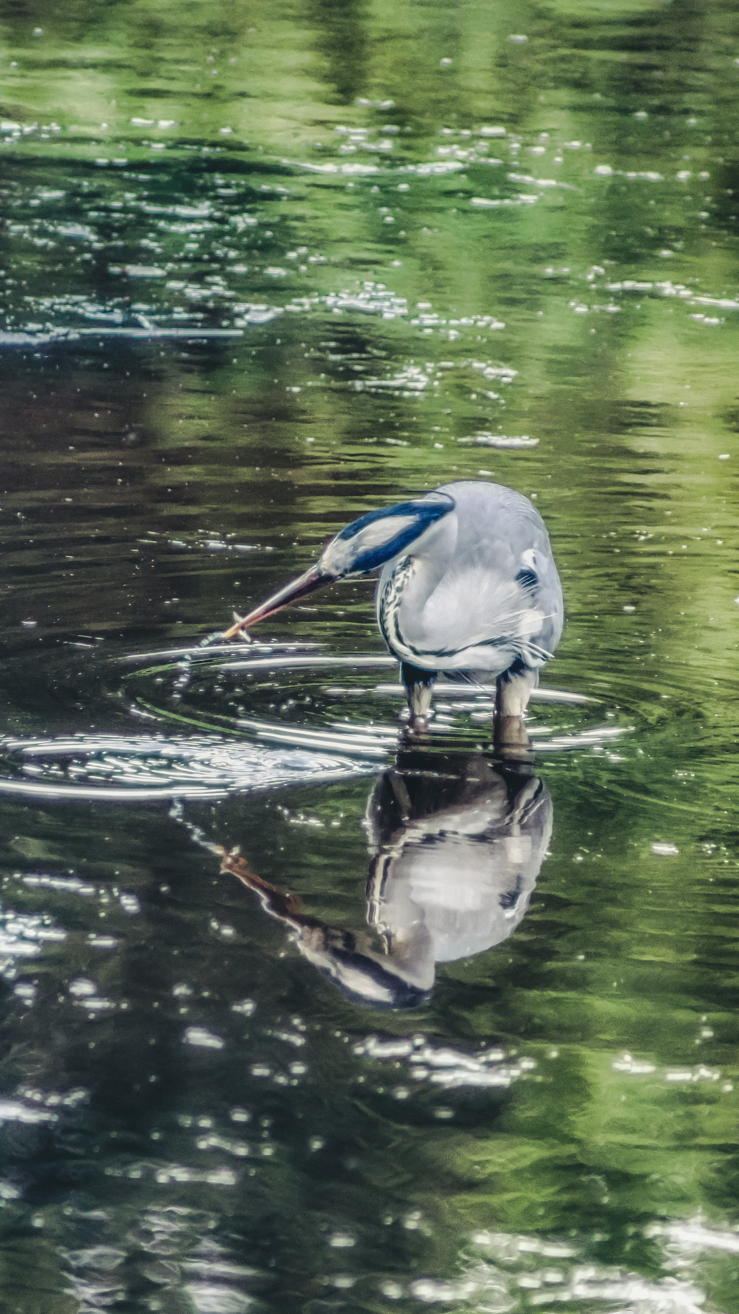 野生動物,鳥,水鳥