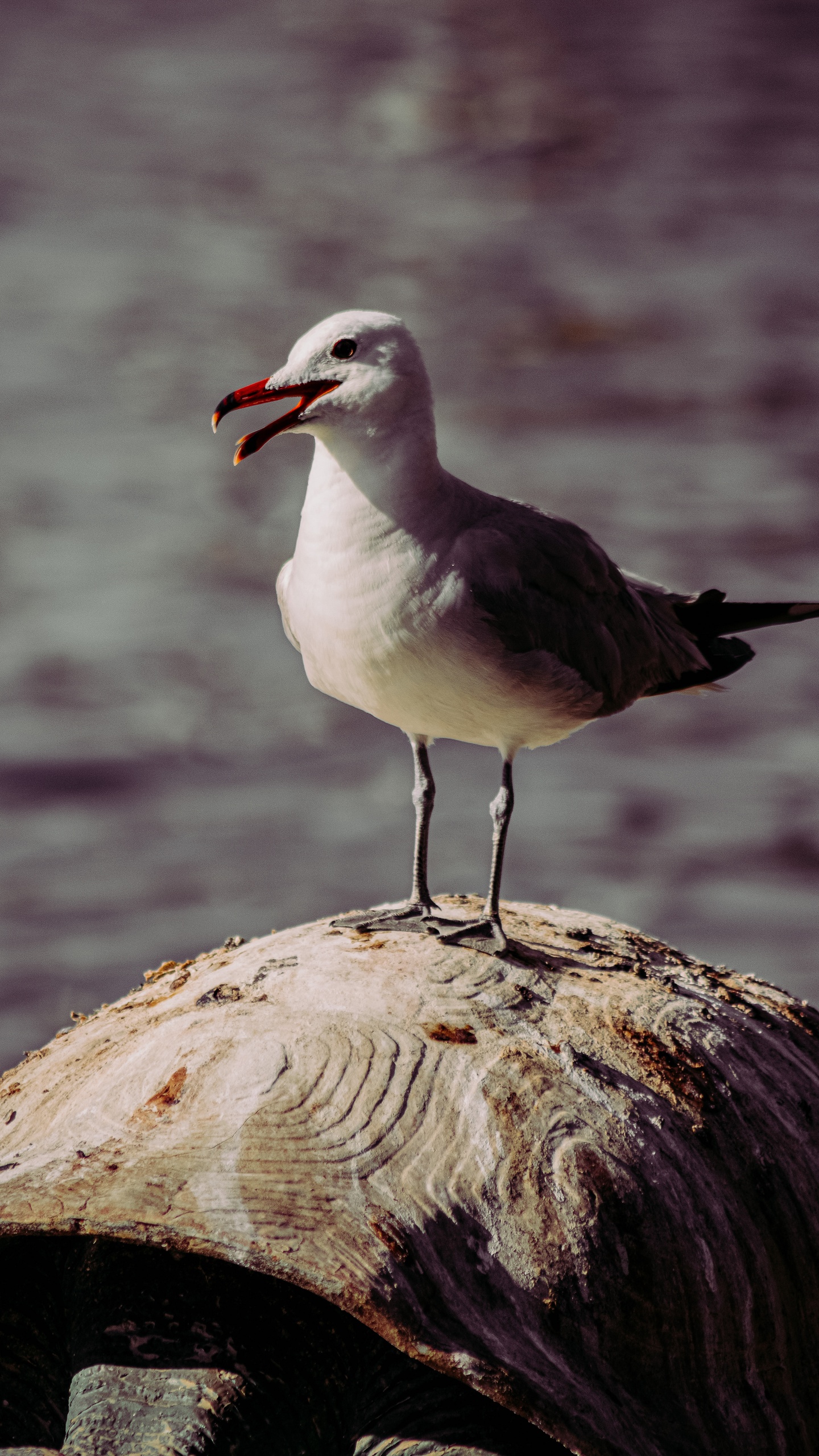 野生動物,鳥