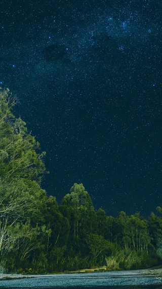 星空,森林,湖泊,花草树木