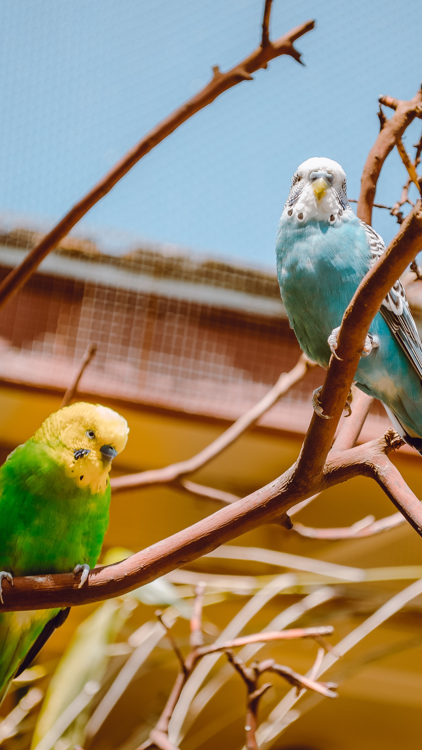 野生動物,鳥