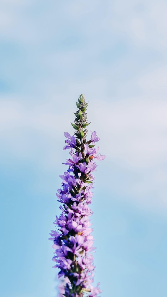 微信牆紙花草樹木,簡約淡雅