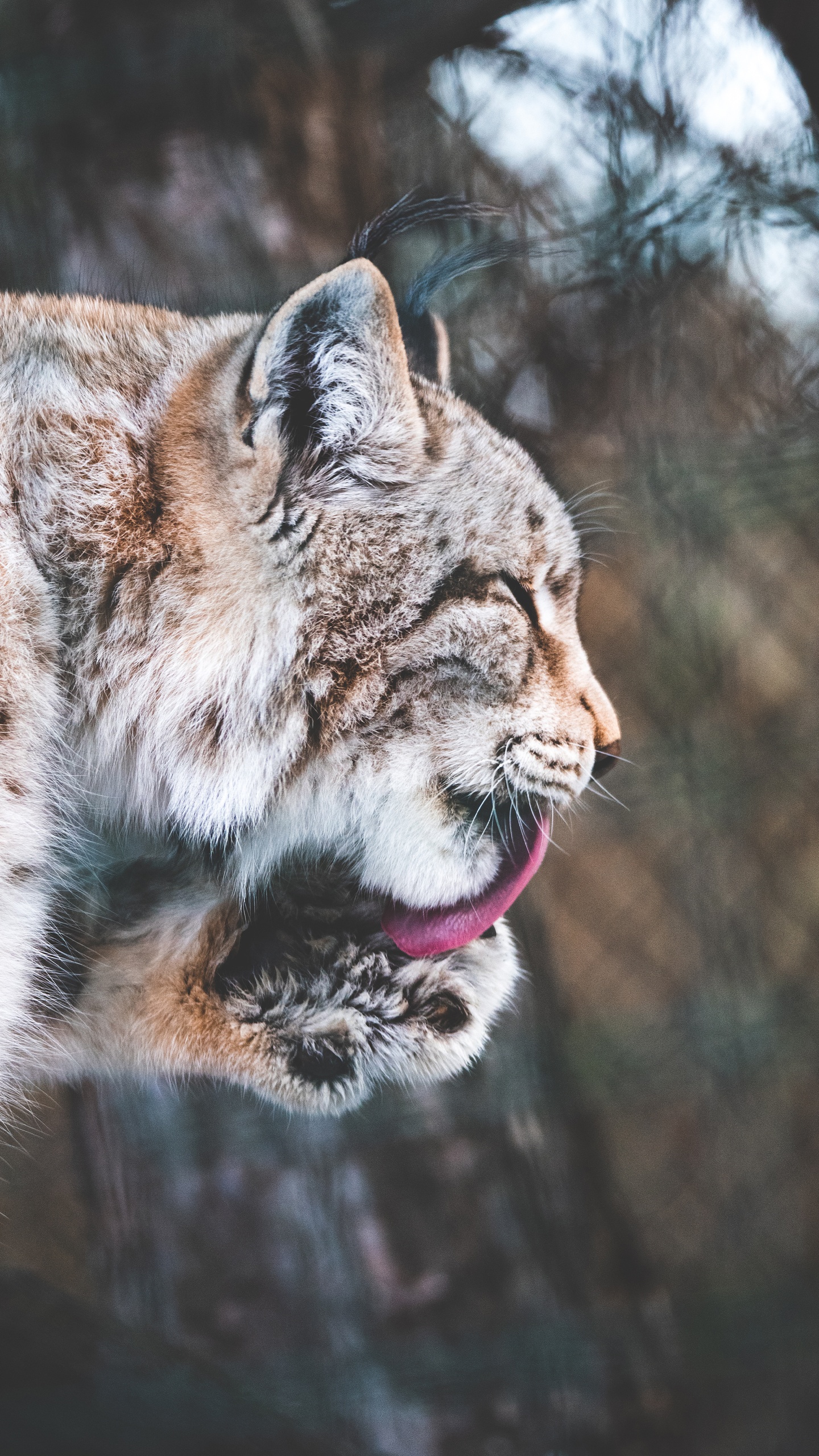 野生動物