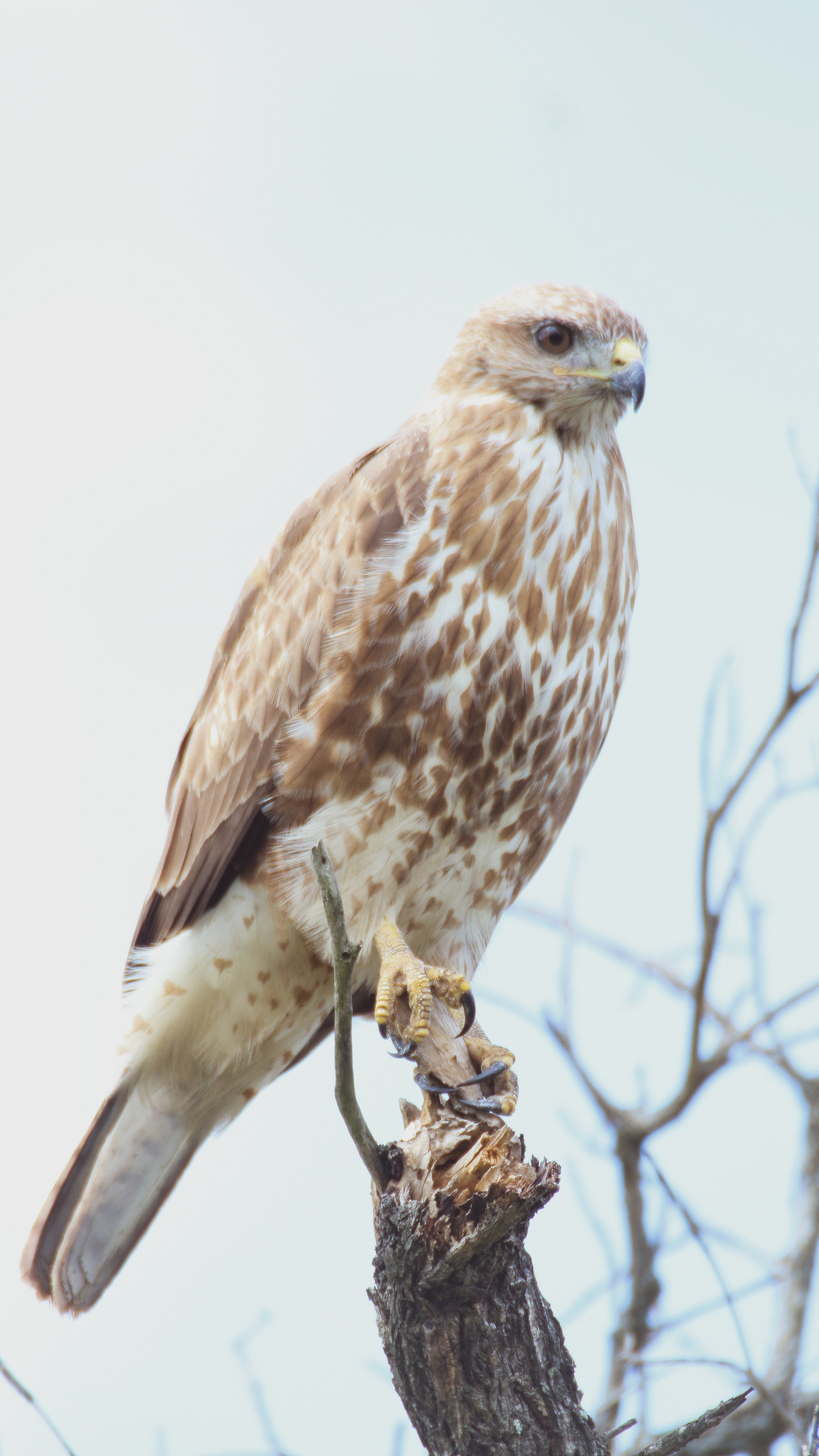 野生動物,鳥,鷹