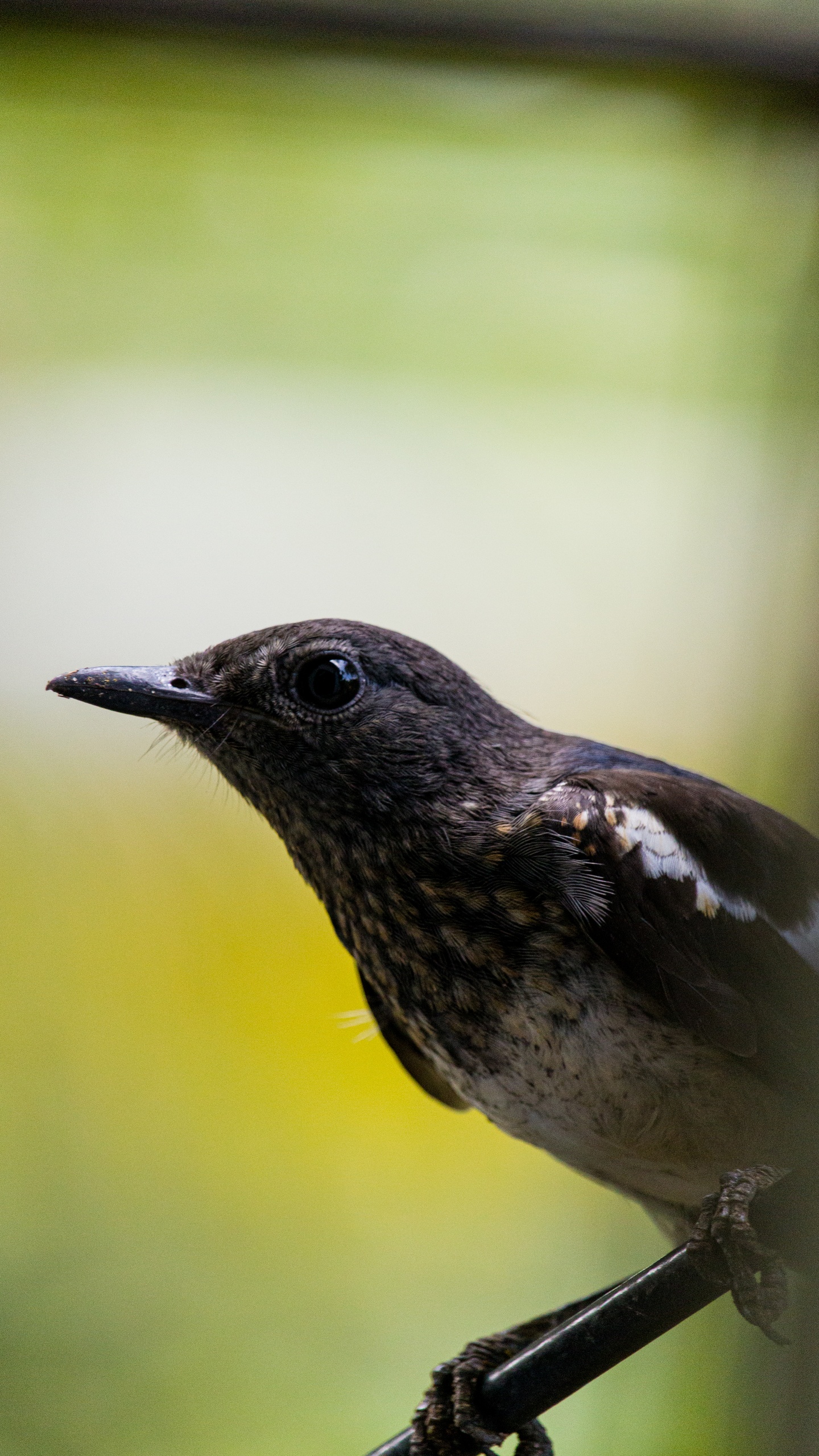 野生動物,鳥