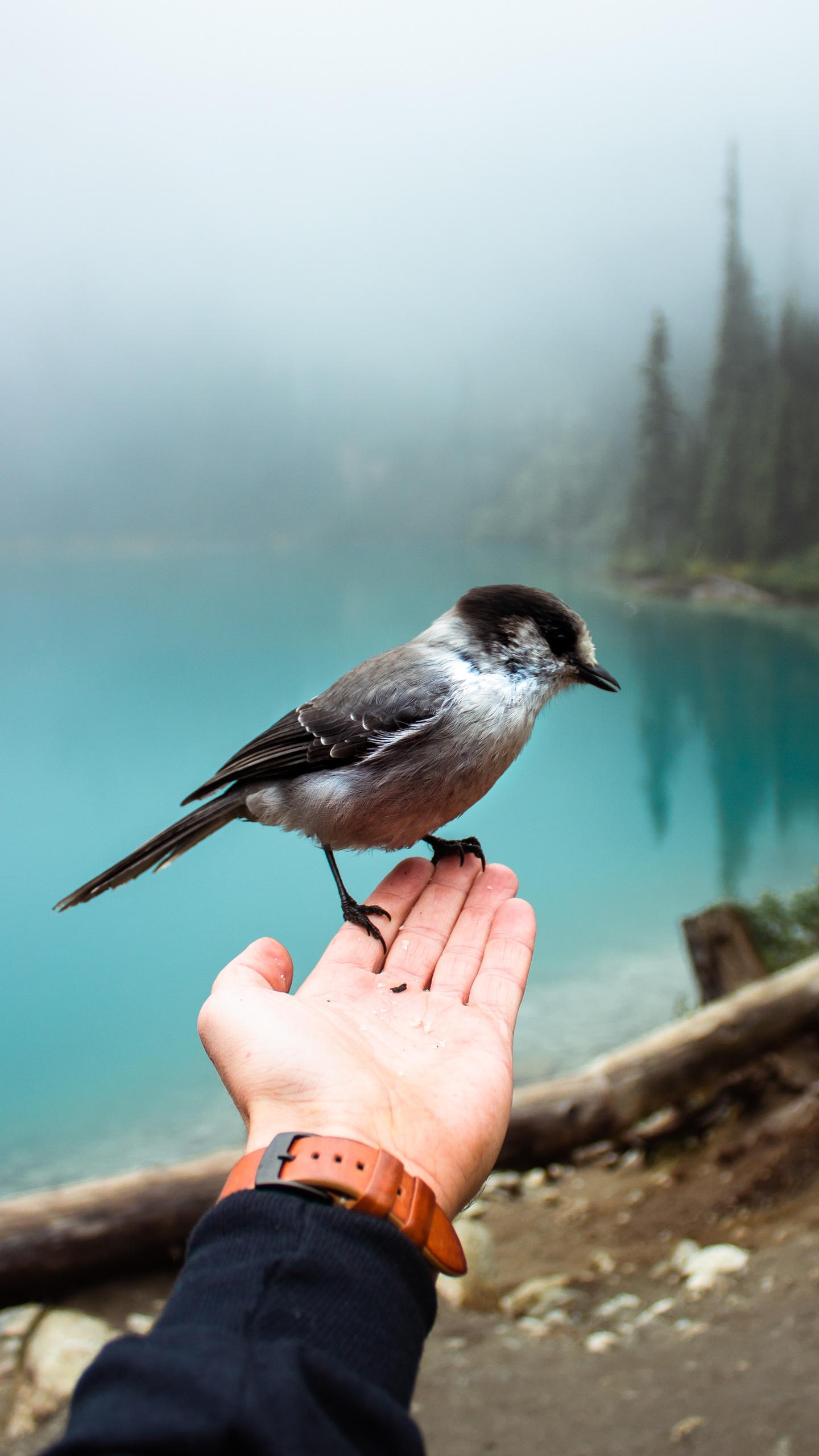 野生動物,鳥