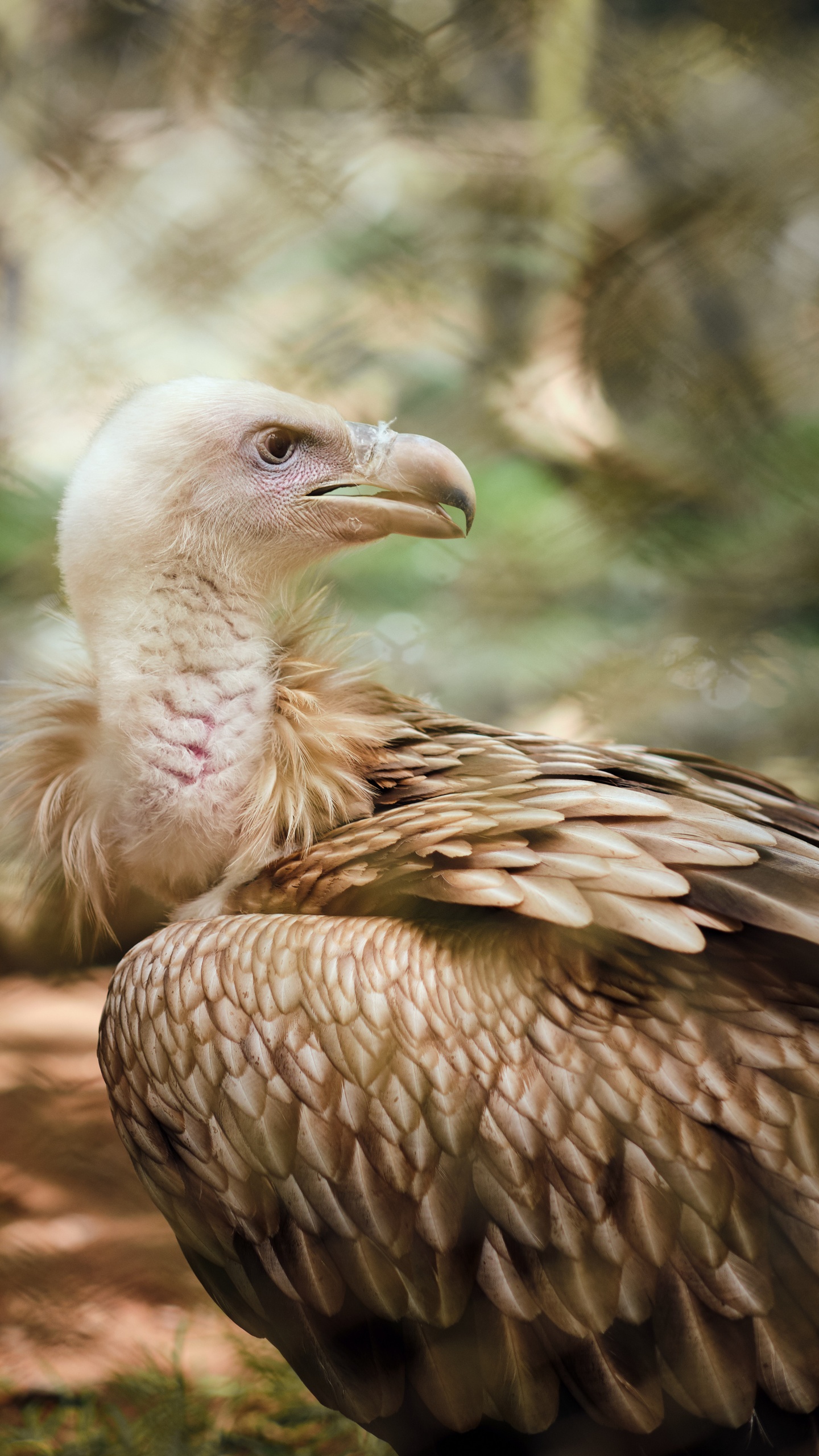 野生動物,鳥,禿鷲