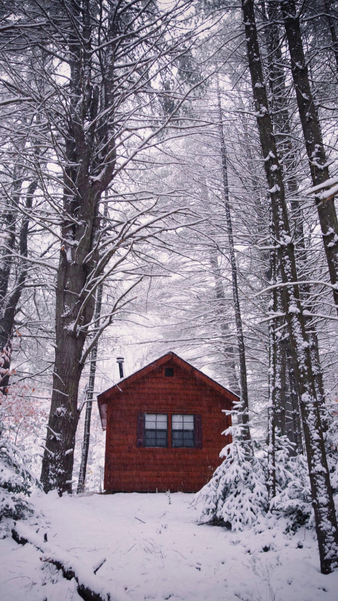 雪,山間小屋,樹