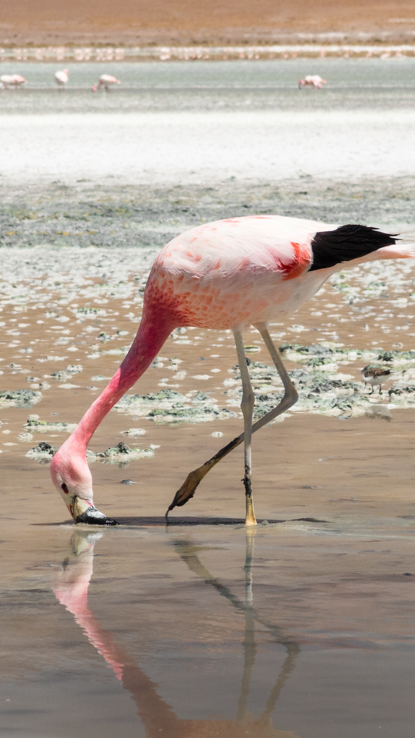 野生動物,鳥,火烈鳥