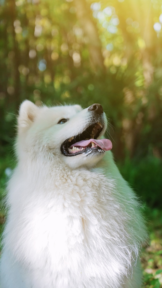 狗,動物