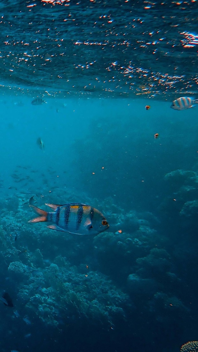 海洋生物屏保图片手机壁纸