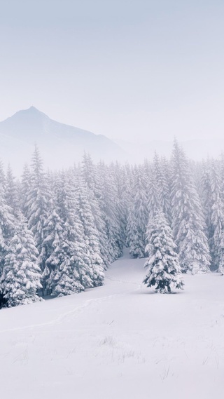 雪原,森林,冬天