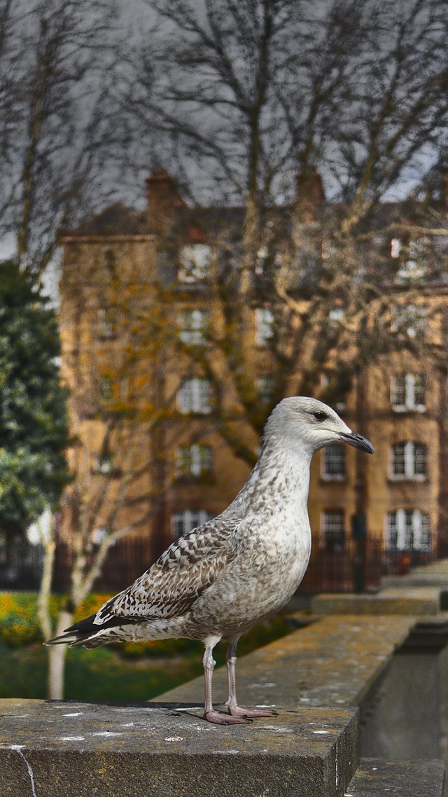 野生动物,鸟,dublin