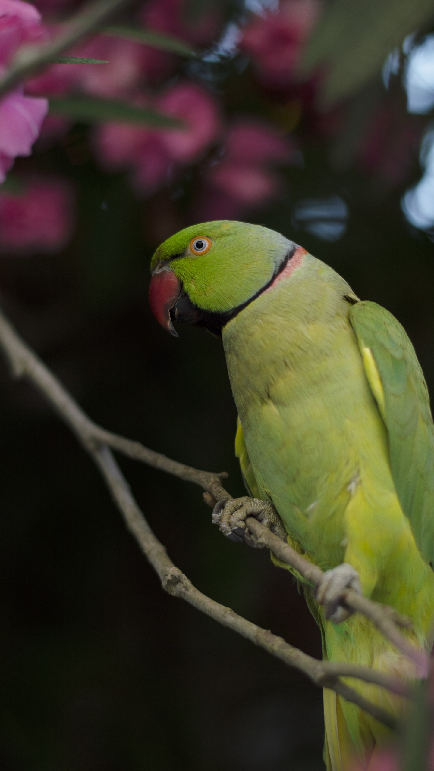 野生動物,鳥