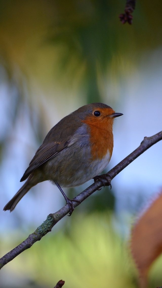 野生動物,鳥