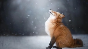 雪狐
