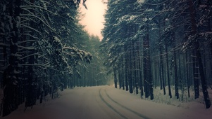 冬天森林