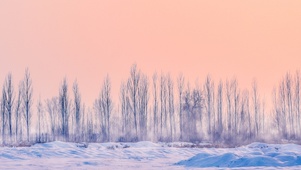 雪中树林