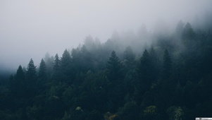 雨中森林