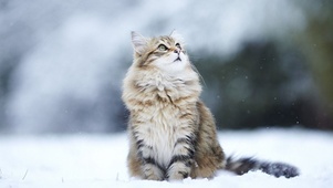 雪中猫咪