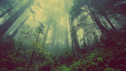 雨中森林