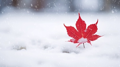 雪地里一片红叶