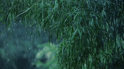 竹林雨景