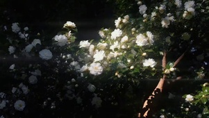 花开花落自有时