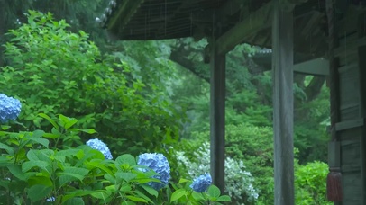 雨天屋外护眼花朵